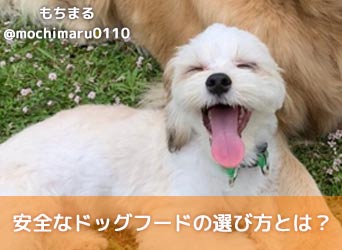 安全なドッグフードの選び方とは?おすすめ・人気ランキングも紹介!-サムネイル画像
